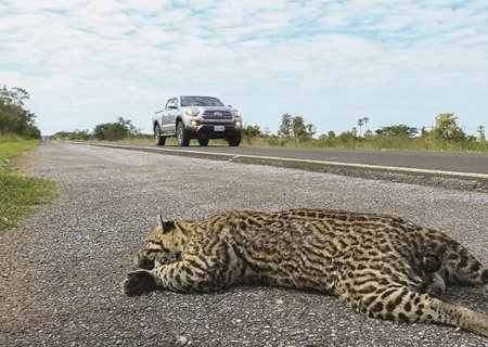 PMA alerta sobre como evitar o atropelamento de animais