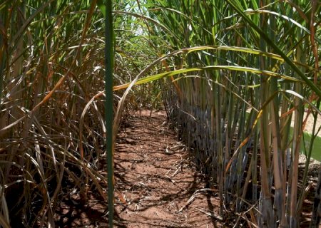 Setor sucroenergético de MS tem 4ª maior produção nacional
