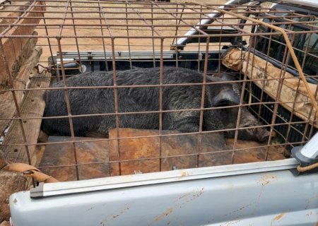 Homem é autuado em R$ 2 mil por transporte de javali vivo
