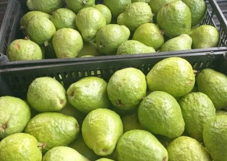 MS prepara Plano Estadual para ampliar a fruticultura comercial