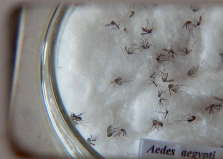 Nova vacina contra a dengue chega ao Brasil na próxima semana