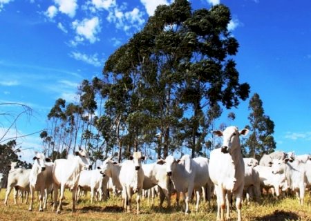 Mais de 80% dos rebanhos foram declarados e prazo termina no dia 30