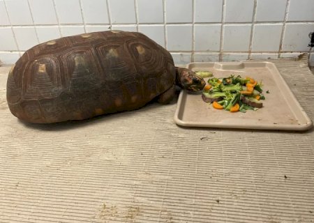 Bioparque Pantanal explica cuidados com animais em dias frios