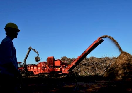 Agropecuária acumula saldo positivo de 4.399 empregos formais em MS