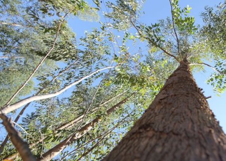 Desenvolvimento sustentável fará MS 1º Estado Carbono Neutro do Brasil