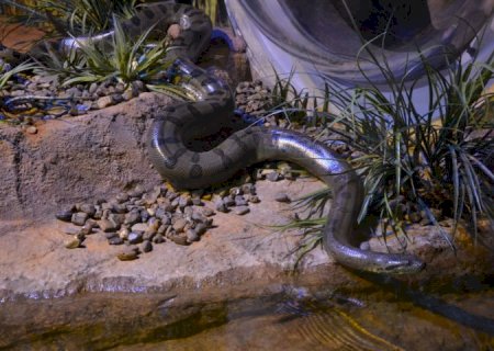 No Dia Mundial da Cobra, Bioparque Pantanal destaca importância da sucuri “Gaby' para a educação ambiental