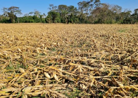 Vendavais afetaram 5,4 mil hectares de milho na Grande Dourados
