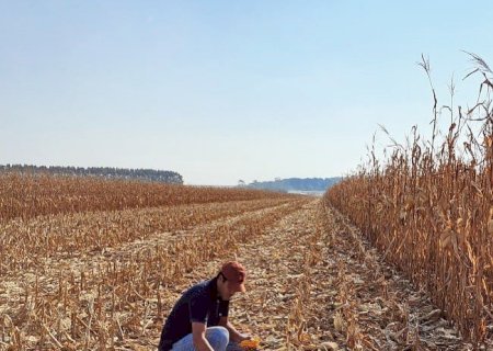 Colheita do milho supera 1,5 milhão de hectares em MS
