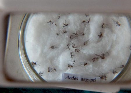 Saúde reforça cuidados para evitar criadouros da dengue