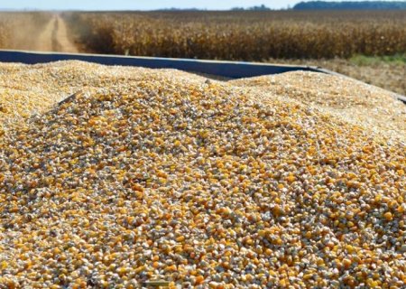 Mato Grosso do Sul colhe 1,7 milhão de hectares de milho
