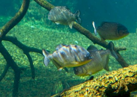 Reprodução de piranhas no Bioparque Pantanal reforça bem-estar animal e conservação