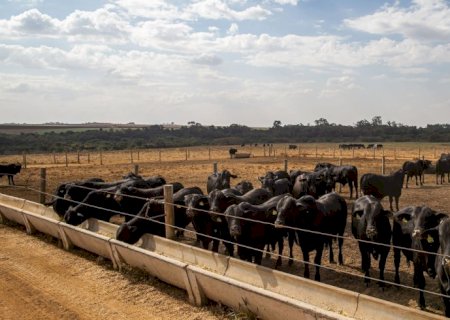 IBGE: pecuária brasileira colecionou recordes em 2022