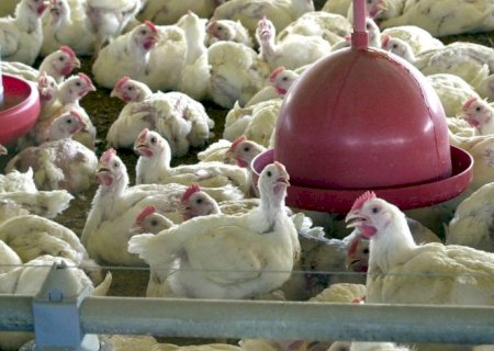 Japão suspende importação de carne de aves de MS após foco de influenza aviária