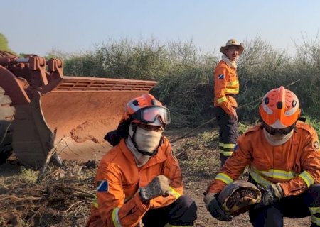 Bombeiros também buscam por animais silvestres no combate a incêndios florestais