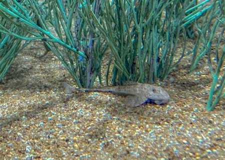 Peixe em extinção reproduz de forma inédita no mundo: espécie é atração no Bioparque Pantanal