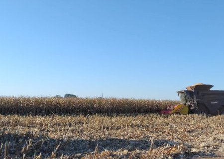 Mato Grosso do Sul colhe áreas finais de milho segunda safra