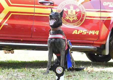 Com certificação nacional, cadela Laika do Corpo de Bombeiros de MS está apta para busca e resgate