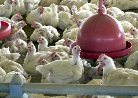 Argélia abre mercado para carne de frango do Brasil, diz Itamaraty