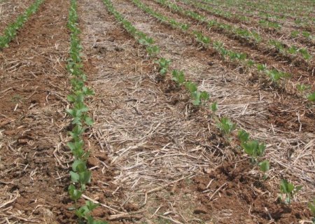 Região sul puxa plantio da soja e MS já semeou 68,2 mil hectares