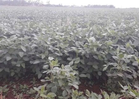 Atrasado, plantio da soja entra na reta final em Mato Grosso do Sul