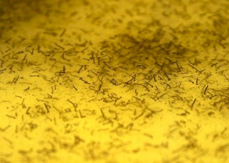 Dengue avança em MS e proliferação pode ser evitada com cuidados básicos