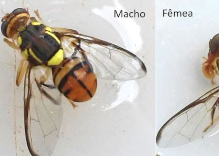 Mosca-da-carambola leva quatro estados à emergência fitossanitária