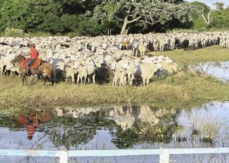 Atualização cadastral de rebanhos segue até final de dezembro