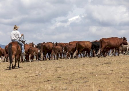 TRT 24 mantém condenação de pecuarista que mentiu sobre roubo de gado para dispensa de trabalhador