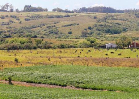 Pampa é ameaçado com rápido desaparecimento da fauna e flora