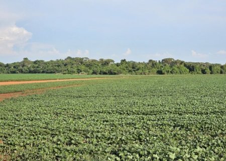 Plantio da safra de soja é prorrogado até o dia 13 de janeiro em Mato Grosso do Sul
