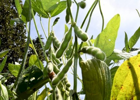Prazo para plantio de soja tem alterações em Mato Grosso do Sul