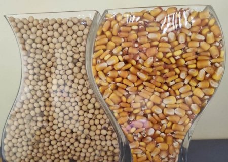 Prazo estendido para Mato Grosso do Sul plantar soja termina