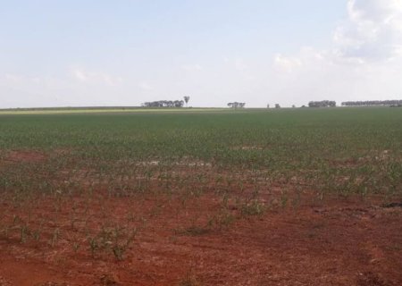 Mato Grosso do Sul começa a plantar milho segunda safra