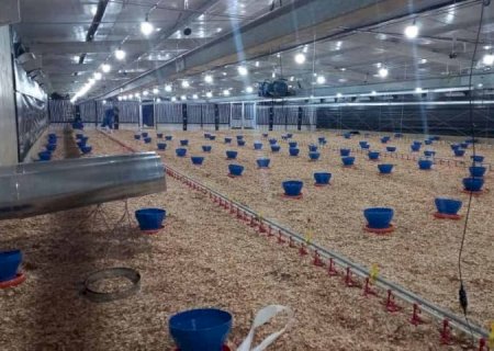 Incentivo a avicultura de MS garante mais de R$ 35 milhões aos produtores e ânimo ao setor