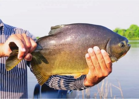 Emenda altera texto original e pesca do Dourado pode continuar proibida por um ano em MS
