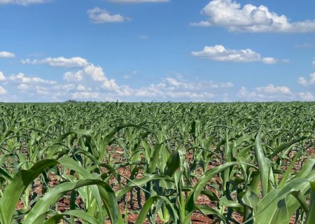 Mato Grosso do Sul semeou 1,7 milhão de hectares de milho segunda safra