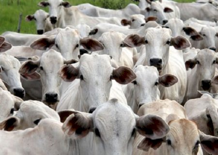 MAPA confirma MS como área livre de febre aftosa sem vacinação
