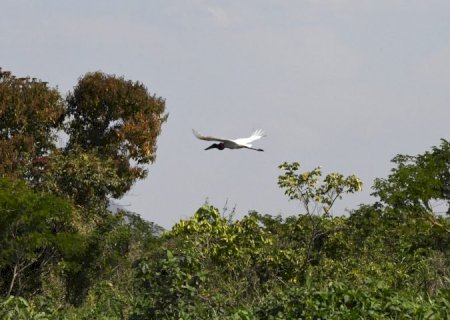 Com início do outono, estiagem ganha força e mantém alerta de incêndios florestais no Pantanal