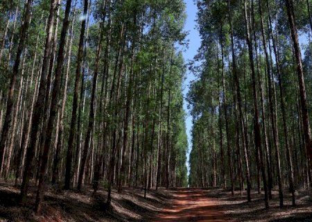 Protagonismo da indústria agroflorestal de MS é destaque nacional