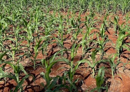 Mato Grosso do Sul semeou 1,8 milhão de hectares de milho segunda safra