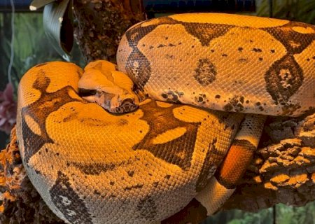 Bioparque garante 2ª chance para jiboia Rachel Carson
