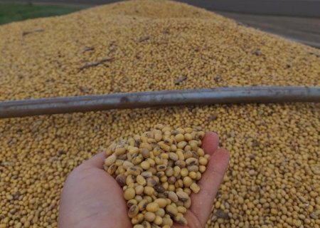 Aprosoja/MS estima redução de 13,89% na produção de soja