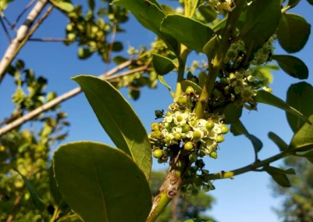 Agraer vai distribuir 60 mil mudas de erva-mate a pequenos produtores de MS
