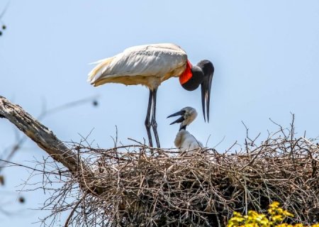 MS, MT e Ministério do Meio Ambiente assinam termo de cooperação para proteção do Pantanal