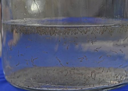 Escolas estaduais têm Dia D para conscientização contra o mosquito da dengue nesta quarta