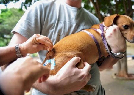 Governo institui programa MS Vacina Pet