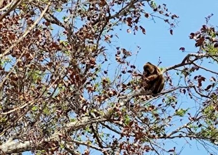 Equipe faz monitoramento e atende famílias de macacos bugios no Pantanal
