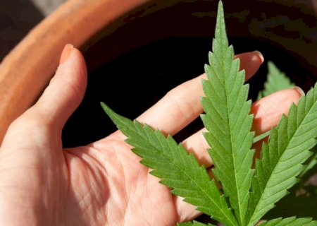 Decisão do STF sobre porte de maconha demanda novos procedimentos