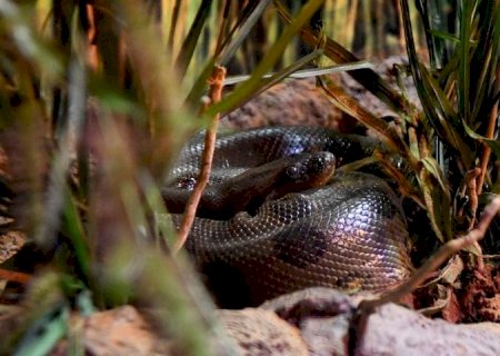 No Dia Mundial da Cobra, Bioparque destaca importância de duas moradoras que ganharam vida nova
