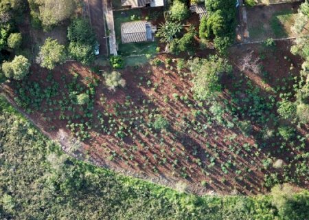 MS Verde: 1.450 mudas de árvores são plantadas pela Sanesul em reserva ambiental de Dourados